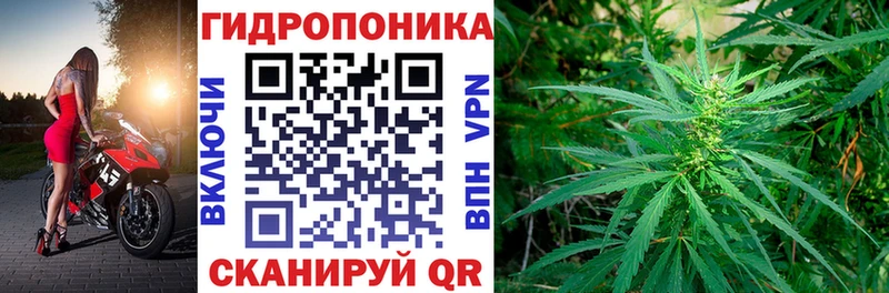 Каннабис сатива Дрезна